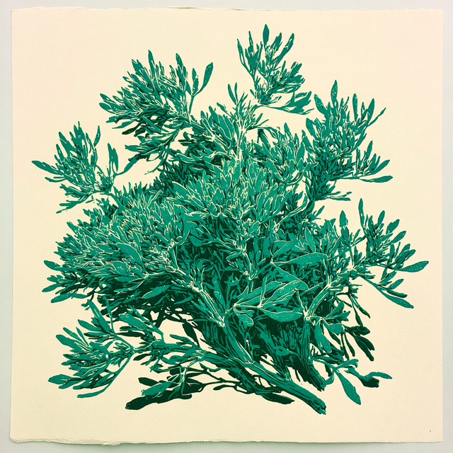 Samphire
